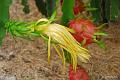 Dragon Fruit & Flower
